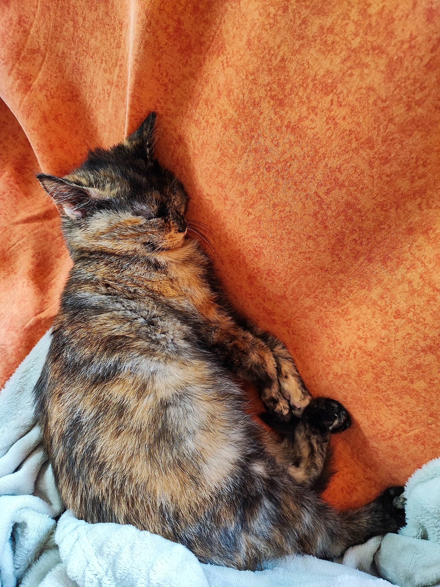 Taya a rejoint le concours — aidez-le/la à gagner de superbes lots ! carnivore, cat, claw, comfort, domestic_short_haired_cat, felidae, fur, human_leg, nap, paw, sleep, small_to_medium_sized_cats, snout, tail, terrestrial_animal, whiskers, wood