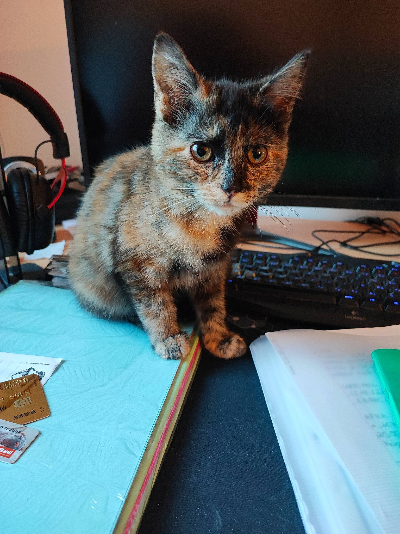 Taya participe au concours pour gagner de l'argent avec cette photo : box, carnivore, cat, claw, comfort, desk, domestic_short_haired_cat, fawn, felidae, flooring, fur, office_supplies, paw, sitting, small_to_medium_sized_cats, snout, table, tail, whiskers