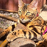 Akira participe au concours pour gagner de l'argent avec cette photo : cat, bengal_cat, feline, animal, pet, spotted_coat, striped_coat, green_eyes, whiskers, ears, collar, outdoors, sunlight, rock, gravel, garden, close_up, portrait, lounging, alert