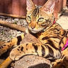 cat, bengal_cat, feline, animal, pet, spotted_coat, striped_coat, green_eyes, whiskers, ears, collar, outdoors, sunlight, rock, gravel, garden, close_up, portrait, lounging, alert