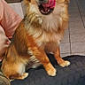 dog, small_dog, fluffy, licking_nose, indoor, cushion, tiled_floor, brown_coat, pet, cute, animal, sitting, tongue_out, ears_up, playful, household, companion, domestic, friendly, canine