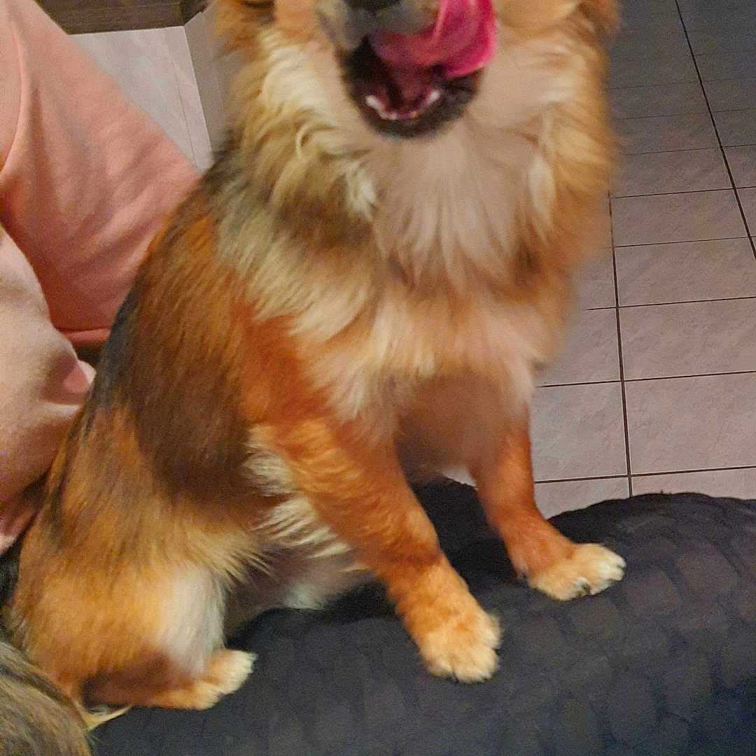 Cookie