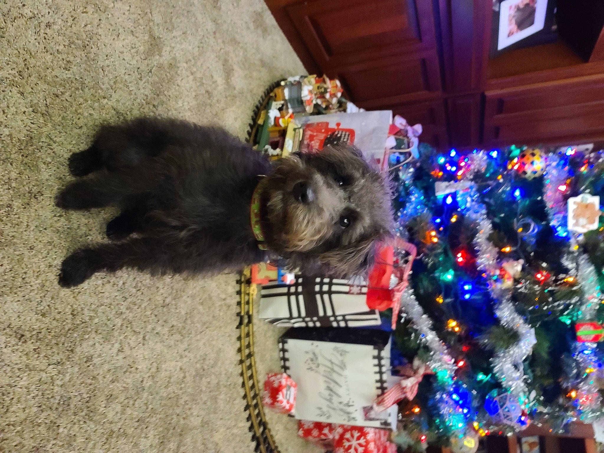 Sassy is registered to the contest to win money with this photo: carnivore, christmas_decoration, christmas_ornament, christmas_tree, collar, companion_dog, dog, dog_breed, dog_supply, event, fawn, fur, holiday, holiday_ornament, house, ornament, small_terrier, toy, toy_dog, tree