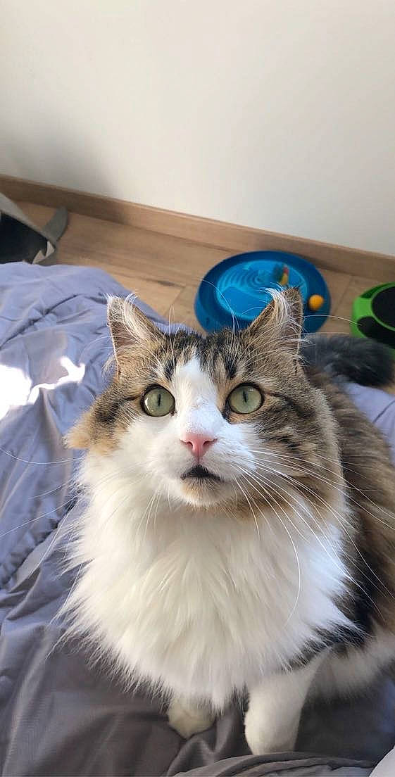 Lila a rejoint le concours — aidez-le/la à gagner de superbes lots ! aegean_cat, american_curl, asian_semi_longhair, carnivore, cat, domestic_long_haired_cat, domestic_short_haired_cat, eye, felidae, fur, kitten, maine_coon, mammal, norwegian_forest_cat, persian, ragamuffin, ragdoll, siberian, small_to_medium_sized_cats, whiskers