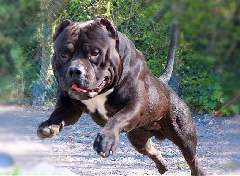 Black Ops a rejoint le concours — aidez-le/la à gagner de superbes lots ! american_bulldog, american_pit_bull_terrier, ancient_dog_breeds, bandog, bulldog, cane_corso, canidae, carnivore, dog, dog_breed, mammal, molosser, old_english_bulldog, olde_english_bulldogge, perro_de_presa_canario, perro_de_presa_mallorquin, rare_breed_dog, renascence_bulldogge, snout, vertebrate
