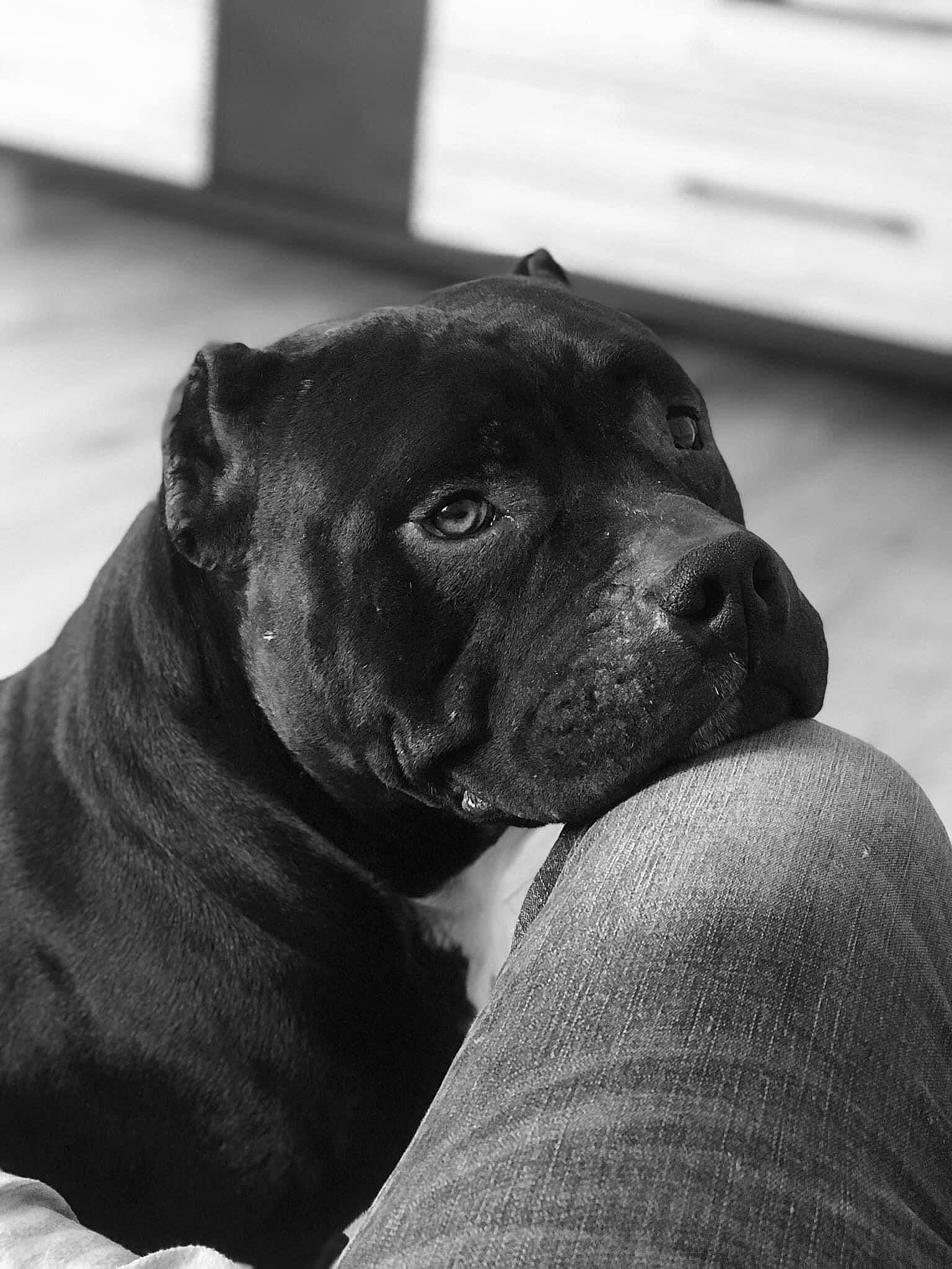 Black Ops participe au concours pour gagner de l'argent avec cette photo : american_pit_bull_terrier, american_staffordshire_terrier, black, black_and_white, bull_and_terrier, canidae, carnivore, companion_dog, dog, dog_breed, mammal, molosser, non_sporting_group, nose, pit_bull, snout, sporting_group, staffordshire_bull_terrier, vertebrate, whiskers
