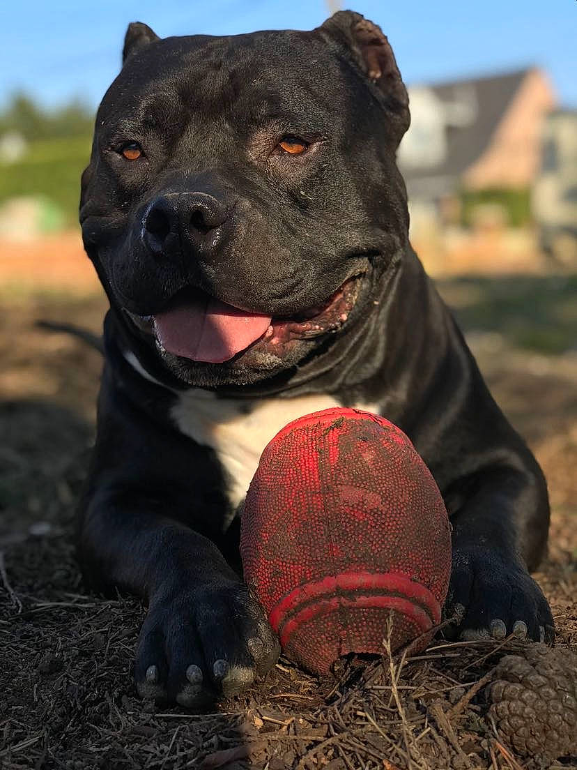 Black Ops a rejoint le concours — aidez-le/la à gagner de superbes lots ! alaunt, american_pit_bull_terrier, american_staffordshire_terrier, bandog, cane_corso, canidae, canis_panther, carnivore, cordoba_fighting_dog, dog, dog_breed, fawn, mammal, molosser, non_sporting_group, perro_de_presa_canario, pit_bull, snout, staffordshire_bull_terrier, vertebrate