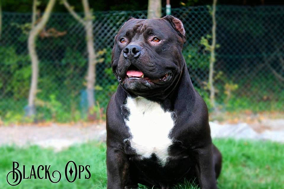 Black Ops participe au concours pour gagner de l'argent avec cette photo : american_pit_bull_terrier, american_staffordshire_terrier, ancient_dog_breeds, bandog, bully_kutta, cane_corso, canidae, canis_panther, carnivore, dog, dog_breed, mammal, molosser, non_sporting_group, perro_de_presa_canario, pit_bull, snout, sporting_group, staffordshire_bull_terrier, vertebrate