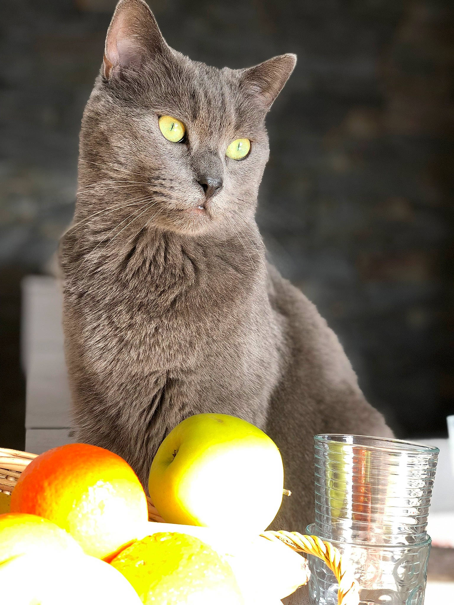 Blue participe au concours pour gagner de l'argent avec cette photo : asian, british_shorthair, carnivore, cat, chartreux, domestic_short_haired_cat, european_shorthair, felidae, korat, nebelung, russian_blue, small_to_medium_sized_cats, whiskers, yellow