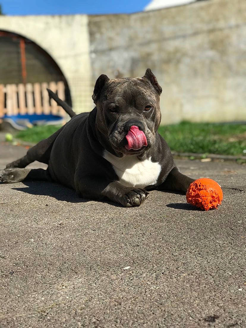 Kurt a rejoint le concours — aidez-le/la à gagner de superbes lots ! american_bulldog, american_pit_bull_terrier, bulldog, canidae, carnivore, companion_dog, dog, dog_breed, fawn, french_bulldog, mammal, molosser, non_sporting_group, old_english_bulldog, olde_english_bulldogge, pit_bull, renascence_bulldogge, snout, sporting_group, vertebrate