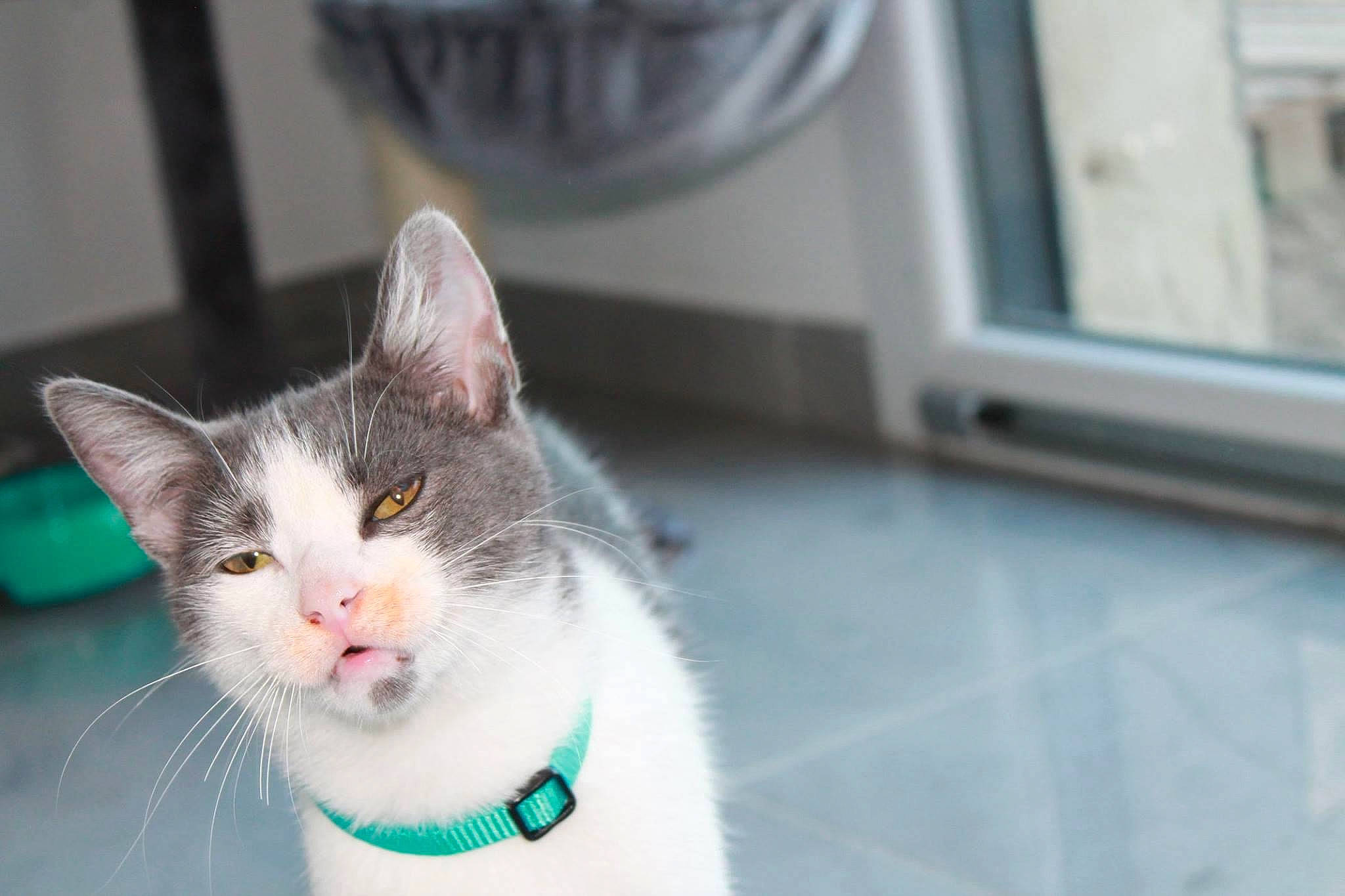 Chopper participe au concours pour gagner de l'argent avec cette photo : aegean_cat, american_wirehair, asian, carnivore, cat, domestic_short_haired_cat, european_shorthair, felidae, german_rex, japanese_bobtail, kitten, mammal, ojos_azules, polydactyl_cat, small_to_medium_sized_cats, snout, turkish_angora, turkish_van, whiskers