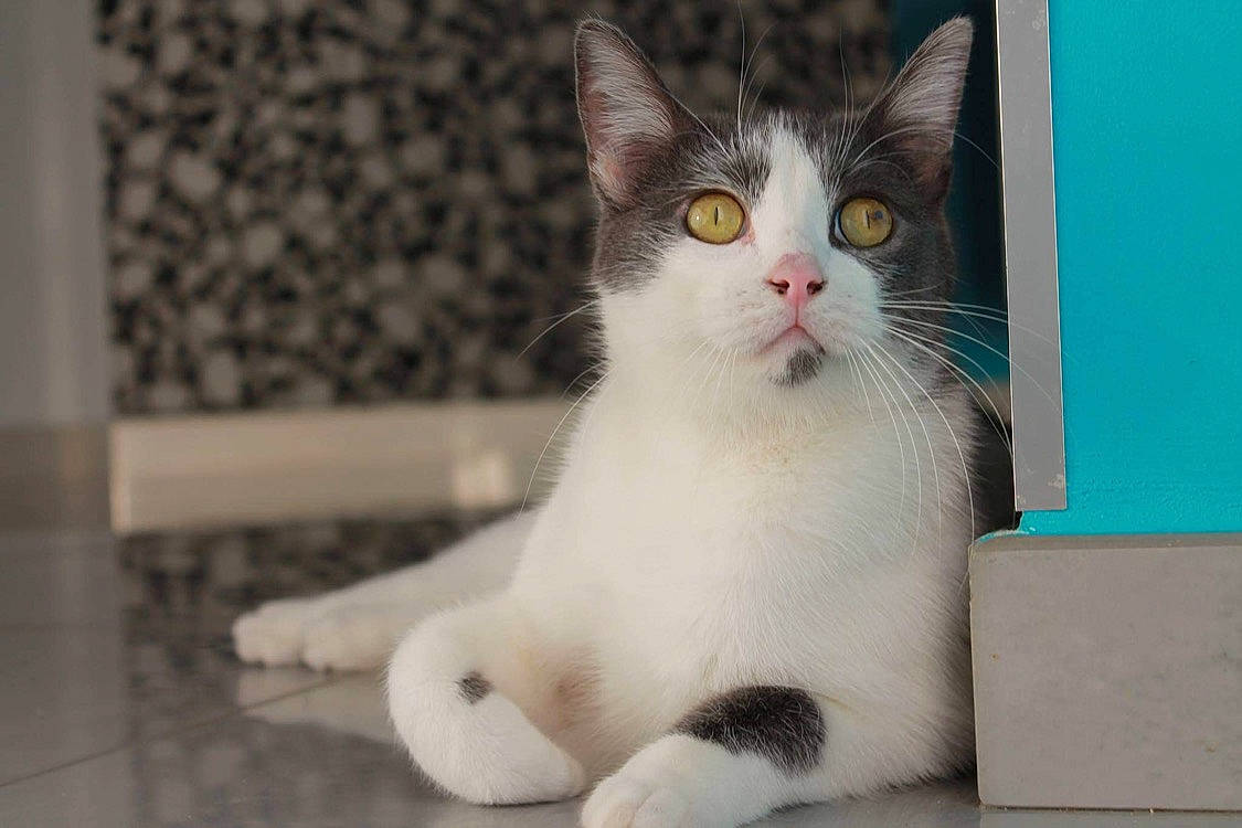 Chopper participe au concours pour gagner de l'argent avec cette photo : aegean_cat, american_wirehair, asian, carnivore, cat, domestic_short_haired_cat, european_shorthair, felidae, japanese_bobtail, kitten, mammal, paw, polydactyl_cat, small_to_medium_sized_cats, snout, turkish_angora, turkish_van, vertebrate, whiskers