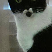Louis is registered to the contest to win money with this photo: cat, tuxedo_cat, green_eyes, pet, indoor, curious, animal, feline, whiskers, black_and_white, portrait, window, blinds, close_up, cute, domestic_cat, looking, face, ears, fur