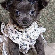 Widget joined the competition — help win amazing prizes! puppy, dog, small_dog, bow, pearl_necklace, costume, cute, pet, animal, fur, portrait, indoors, sitting, black_fur, white_clothing, decorative, accessory, closeup, young, adorable