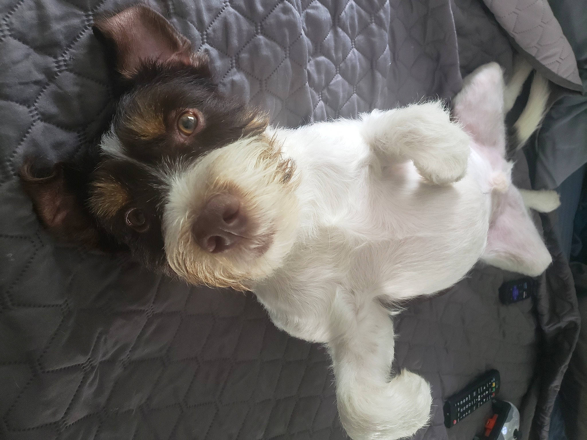 Oakley joined the competition — help win amazing prizes! canidae, carnivore, collar, companion_dog, dog, dog_breed, dog_collar, dog_supply, fawn, fur, puppy, small_terrier, snout, spaniel, sporting_group, tail, terrier, toy_dog, whiskers, working_animal