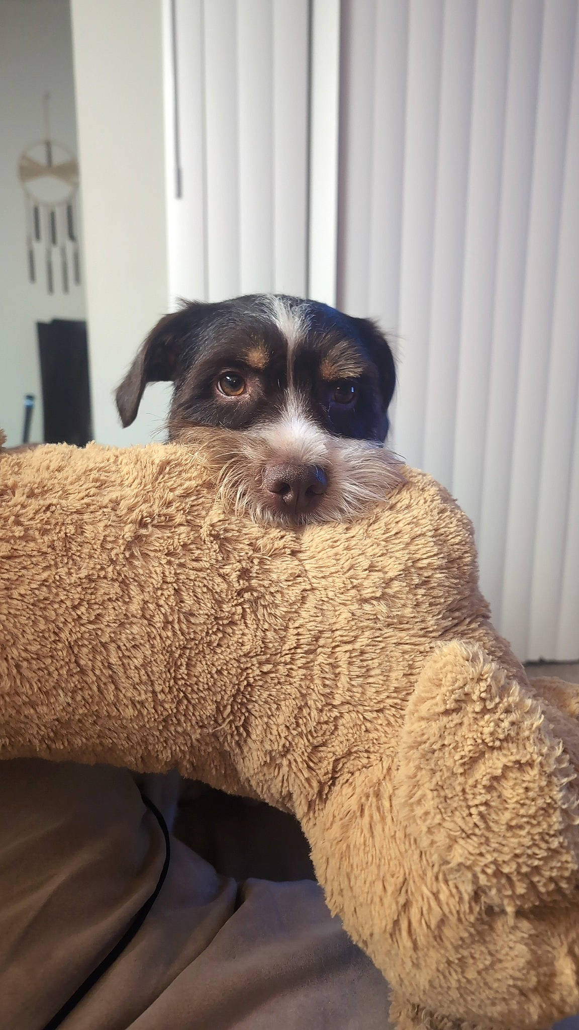 Oakley is registered to the contest to win money with this photo: canidae, carnivore, comfort, companion_dog, dog, dog_breed, fawn, fur, livestock, puppy, sheep, snout, sporting_group, terrestrial_animal, terrier, toy_dog, whiskers, wood, working_animal