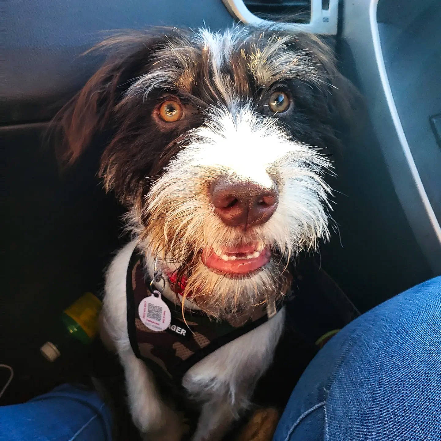 Oakley joined the competition — help win amazing prizes! canidae, car, carnivore, collar, companion_dog, dog, dog_breed, dog_collar, fur, happy, liver, snout, sporting_group, vehicle_door, water_dog, whiskers, windshield, working_dog