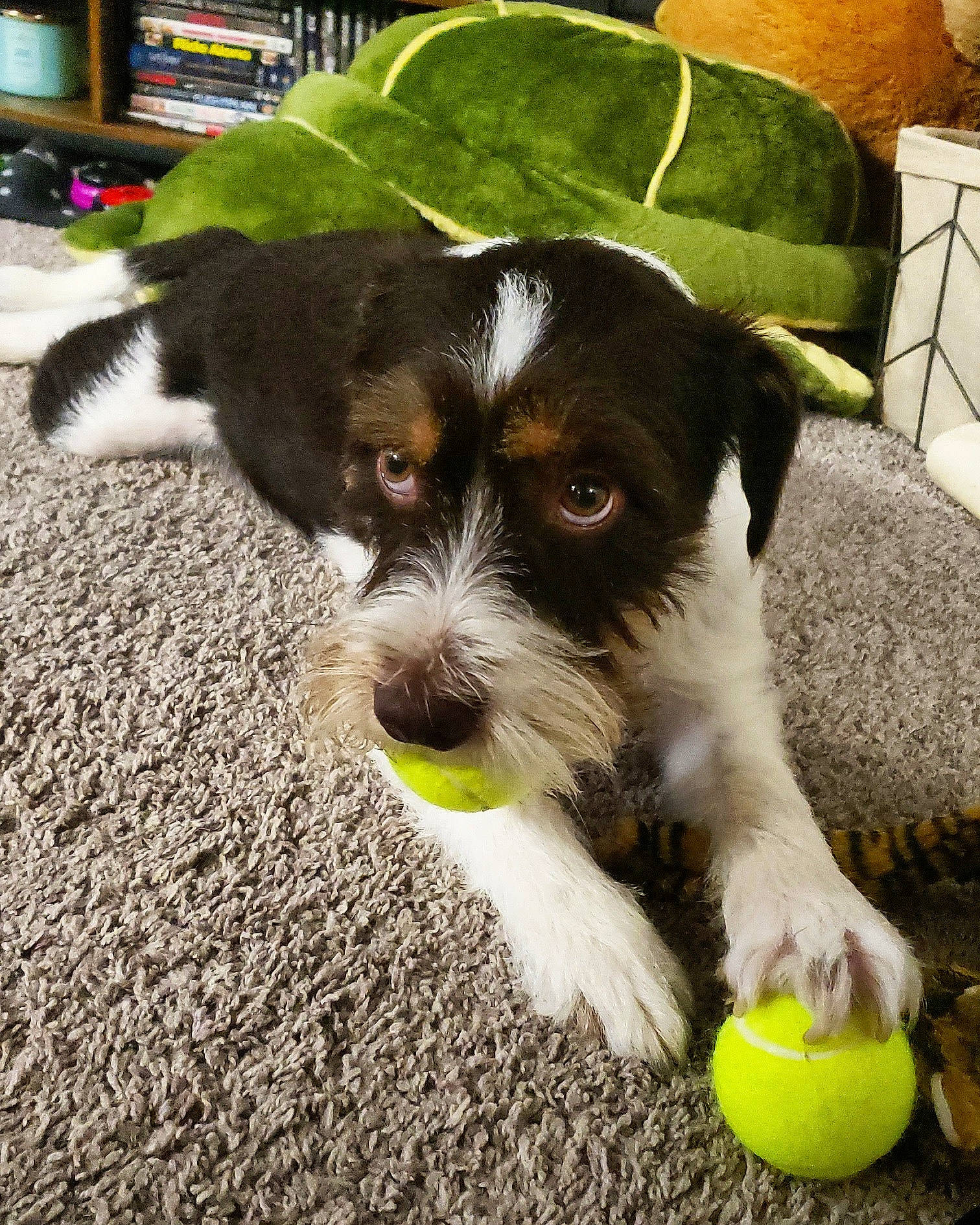 Oakley is registered to the contest to win money with this photo: ball, canidae, carnivore, citric_acid, companion_dog, dog, dog_breed, grass, green, herding_dog, lemon, meyer_lemon, shelf, snout, sporting_group, tennis_ball, terrier, toy_dog, working_animal, working_dog