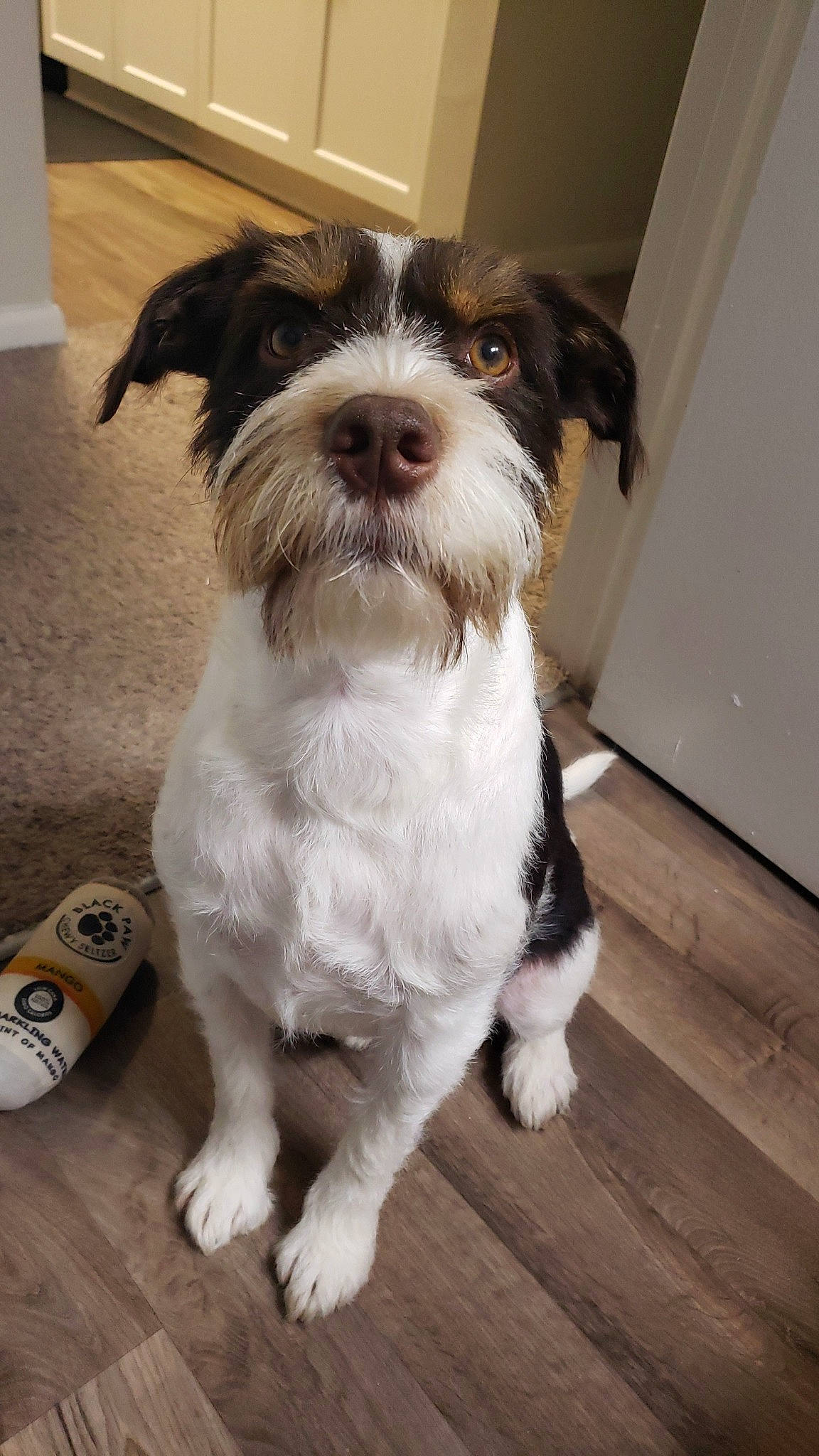 Oakley is registered to the contest to win money with this photo: canidae, carnivore, companion_dog, dog, dog_breed, flooring, fur, hardwood, laminate_flooring, liver, plank, recipe, snout, sporting_group, toy_dog, varnish, wood, wood_flooring, wood_stain, working_animal