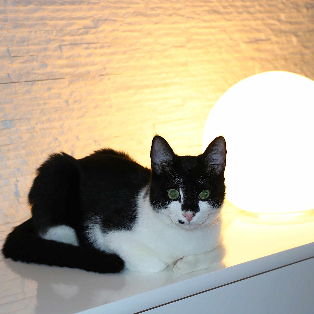 Saiyan participe au concours pour gagner de l'argent avec cette photo : animal, background, black_and_white, calm, cat, cozy, domestic, eyes, feline, fur, glowing, indoor, lamp, light, pet, resting, table, texture, whiskers, white_surface