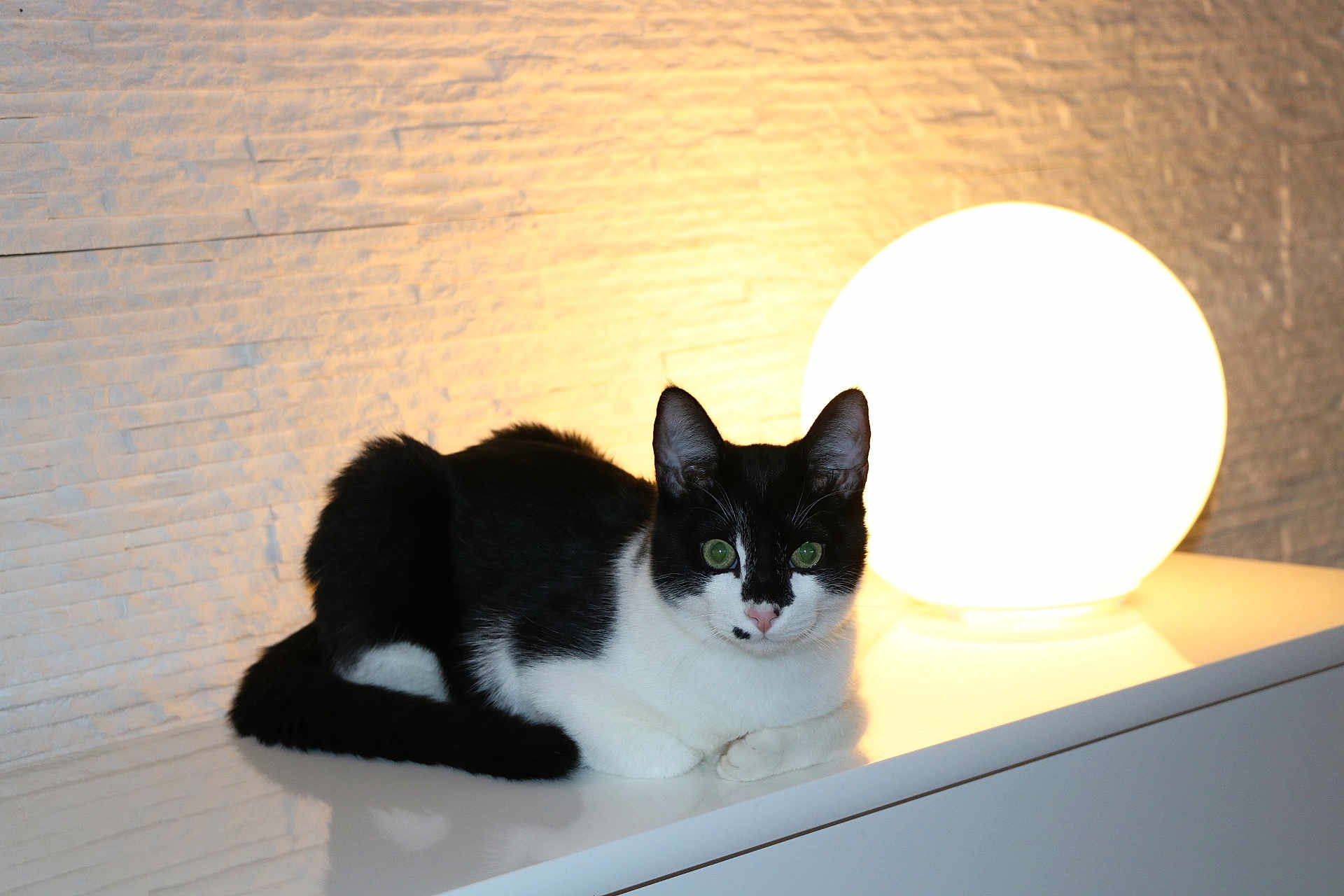 Saiyan participe au concours pour gagner de l'argent avec cette photo : cat, black_and_white, indoor, lamp, light, animal, pet, feline, resting, table, white_surface, glowing, cozy, calm, domestic, fur, eyes, whiskers, background, texture