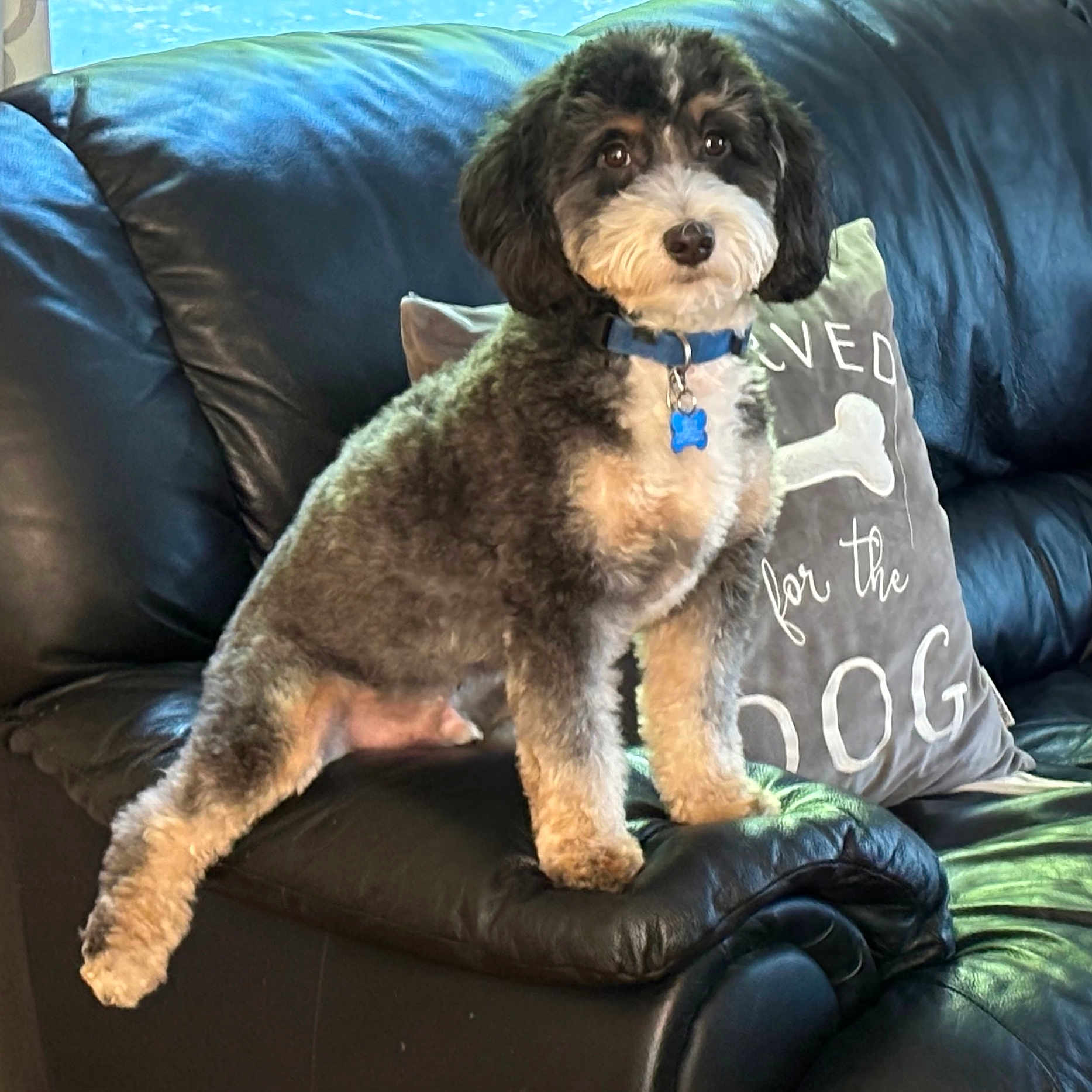 Teddy joined the competition — help win amazing prizes! animal, architecture, armchair, ball, building, canine, chair, couch, cushion, dog, furniture, homedecor, pet, pillow, poodle, puppy, sport, tennis, tennisball, terrier