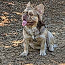 animal, canine, closeup, dog, dry_ground, ears, french_bulldog, fur, happy, harness, leaves, nature, outdoor, pet, playful, portrait, shadows, sitting, sunlight, tongue_out