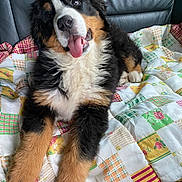 Siara a rejoint le concours — aidez-le/la à gagner de superbes lots ! animal, bernese_mountain_dog, black, brown, canine, couch, cute, dog, fluffy, fur, happy, indoor, laying_down, patchwork, pet, puppy, quilt, tongue, tongue_out, white