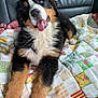 animal, bernese_mountain_dog, black, brown, canine, couch, cute, dog, fluffy, fur, happy, indoor, laying_down, patchwork, pet, puppy, quilt, tongue, tongue_out, white