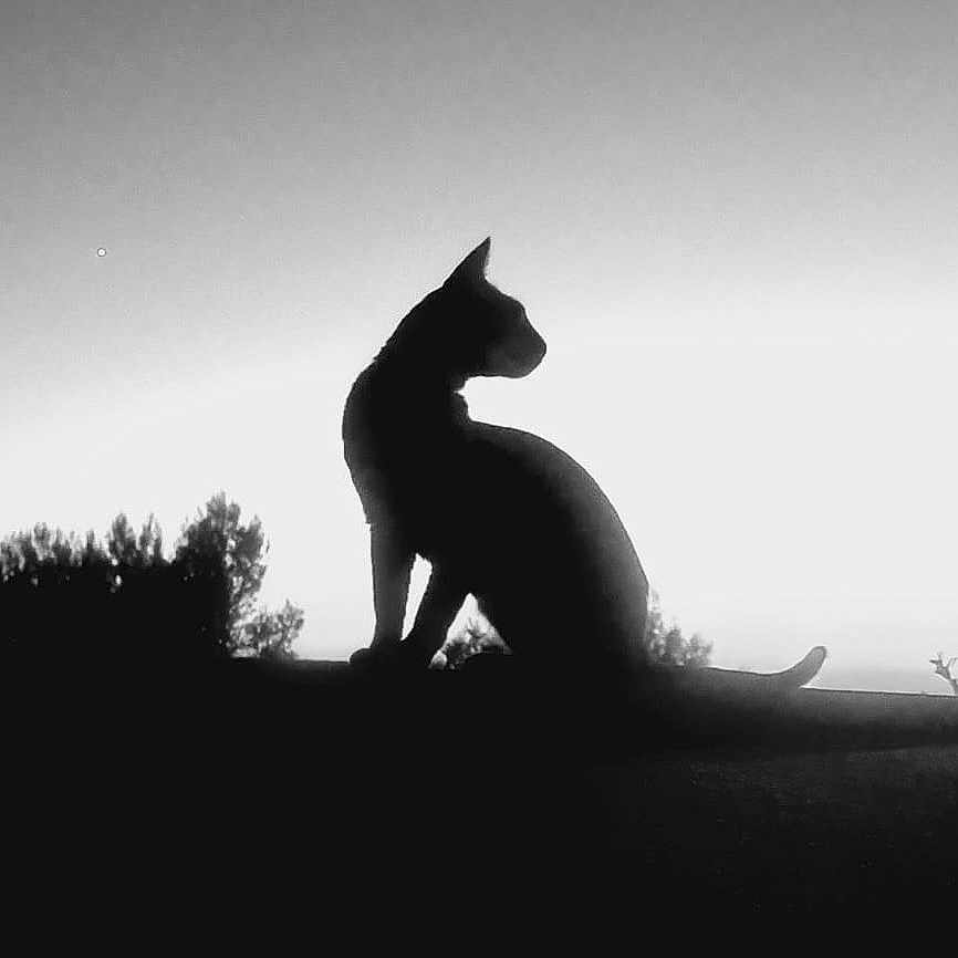 Titi a rejoint le concours — aidez-le/la à gagner de superbes lots ! cat, silhouette, black_and_white, animal, nature, sky, trees, outdoor, pet, profile, calm, peaceful, shadow, evening, wildlife, quiet, sitting, mystery, landscape, contrast