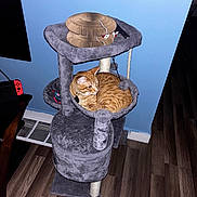 Freddy joined the competition — help win amazing prizes! cat, orange_tabby, cat_tree, indoor, pet, furniture, floor, wall, gaming_console, controller, cozy, curled_up, looking_away, home, playful, toy, relaxed, wooden_floor, blue_wall, collar