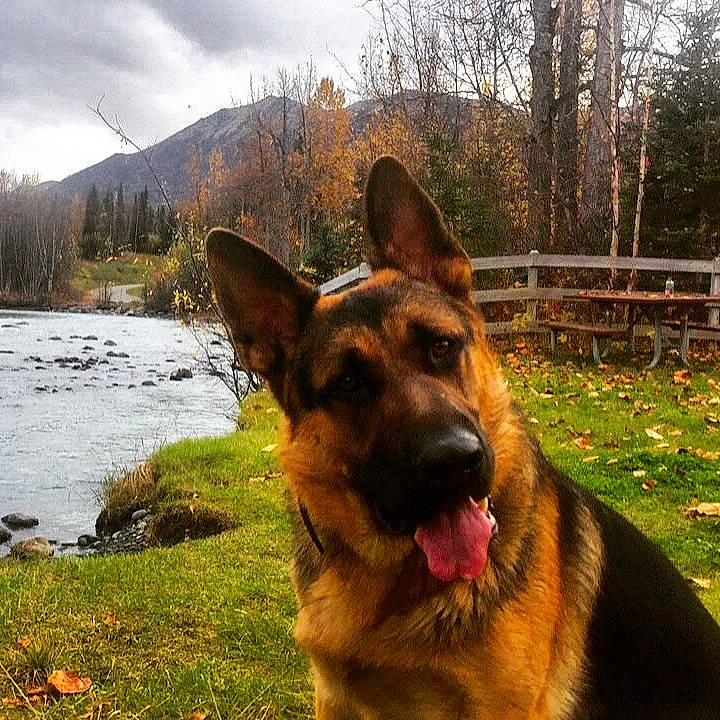Max joined the competition — help win amazing prizes! canidae, carnivore, cloud, dog, dog_breed, east_european_shepherd, fawn, german_shepherd_dog, grass, herding_dog, king_shepherd, mountain, old_german_shepherd_dog, plant, sky, snout, sporting_group, tree, water, working_animal