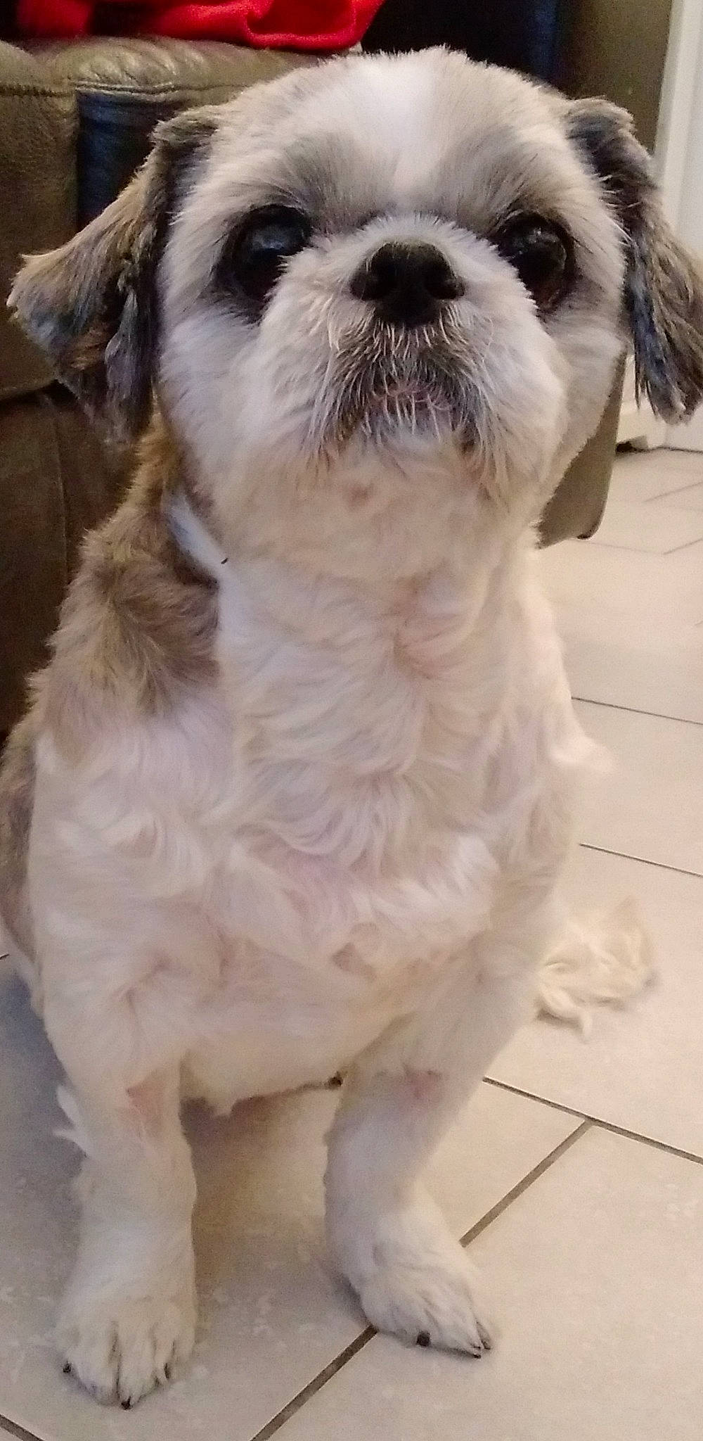 Zoé participe au concours pour gagner de l'argent avec cette photo : canidae, carnivore, collar, companion_dog, dog, dog_breed, dog_collar, fur, liver, mal_shi, maltepoo, non_sporting_group, shih_tzu, small_terrier, snout, sporting_group, terrier, toy_dog, water_dog, working_animal