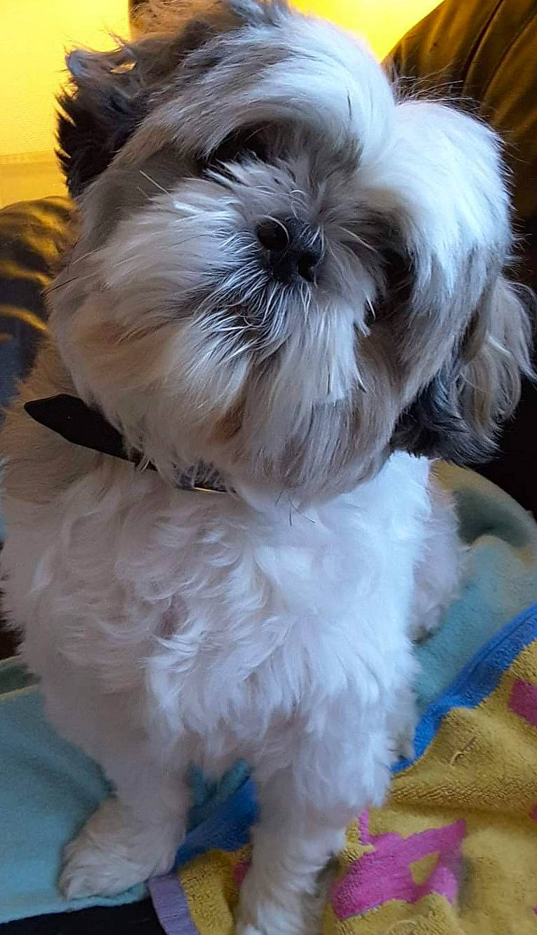 Zoé a rejoint le concours — aidez-le/la à gagner de superbes lots ! canidae, carnivore, companion_dog, dog, dog_breed, dog_supply, fawn, fur, liver, mal_shi, maltepoo, natural_material, shih_poo, shih_tzu, small_terrier, snout, sporting_group, terrier, toy_dog, working_animal