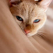 Atlas participe au concours pour gagner de l'argent avec cette photo : cat, close_up, pet, feline, whiskers, blue_eyes, fur, ear, nose, sleepy, portrait, indoor, cozy, bedding, resting, macro, domestic_cat, pink_nose, face, soft_focus
