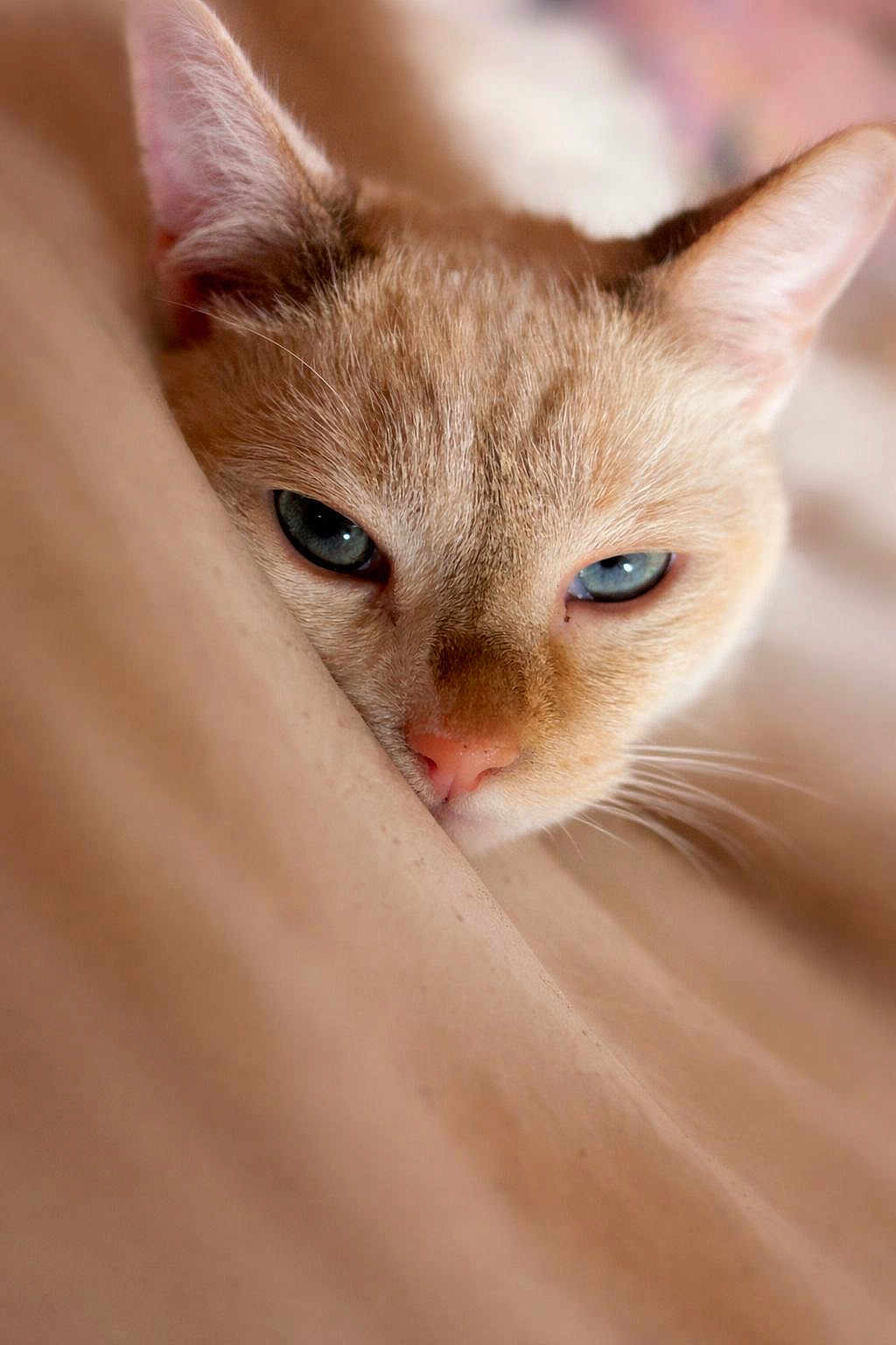 Atlas participe au concours pour gagner de l'argent avec cette photo : cat, close_up, pet, feline, whiskers, blue_eyes, fur, ear, nose, sleepy, portrait, indoor, cozy, bedding, resting, macro, domestic_cat, pink_nose, face, soft_focus