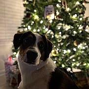 Benji joined the competition — help win amazing prizes! dog, christmas_tree, lights, holiday, indoor, pet, festive, decorations, blurred_background, canine, animal, celebration, christmas, tree, ornaments, cute, domestic_animal, festivity, seasonal, warm_lighting