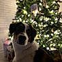 dog, christmas_tree, lights, holiday, indoor, pet, festive, decorations, blurred_background, canine, animal, celebration, christmas, tree, ornaments, cute, domestic_animal, festivity, seasonal, warm_lighting