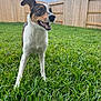 dog, grass, backyard, fence, outdoor, pet, canine, animal, happy, alert, ears, mouth_open, cloudy_sky, greenery, nature, playful, fur, standing, daytime, yard