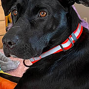 Charly joined the competition — help win amazing prizes! animal_portrait, attentive, bed, black_dog, blanket, brown_eyes, canine, close_up, collar, dog, ear, fur, furniture, human_hair, indoors, nose, pet, portrait, reflective_collar, whiskers