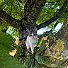 Mystie participe au concours pour gagner de l'argent avec cette photo : kitten, cat, tree, branch, leaves, greenery, nature, outdoor, moss, curious, animal, pet, young_cat, sunlight, foliage, wildlife, playful, mammal, closeup, exploration