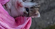 Mystie a rejoint le concours — aidez-le/la à gagner de superbes lots ! kitten, cat, animal, pink_cloth, wrapped, cute, small, pet, fur, young, sleepy, outdoor, nature, closeup, portrait, face, whiskers, ears, soft, adorable