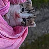 adorable, animal, cat, closeup, cute, ears, face, fur, kitten, nature, outdoor, pet, pink_cloth, portrait, sleepy, small, soft, whiskers, wrapped, young