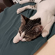 Mystie a rejoint le concours — aidez-le/la à gagner de superbes lots ! cat, tabby, white_fur, pet, animal, resting, bedroom, blanket, green_blanket, plush_toy, teddy_bear, electronics, cord, indoor, feline, sleepy, fur, cute, domestic_animal, relaxed