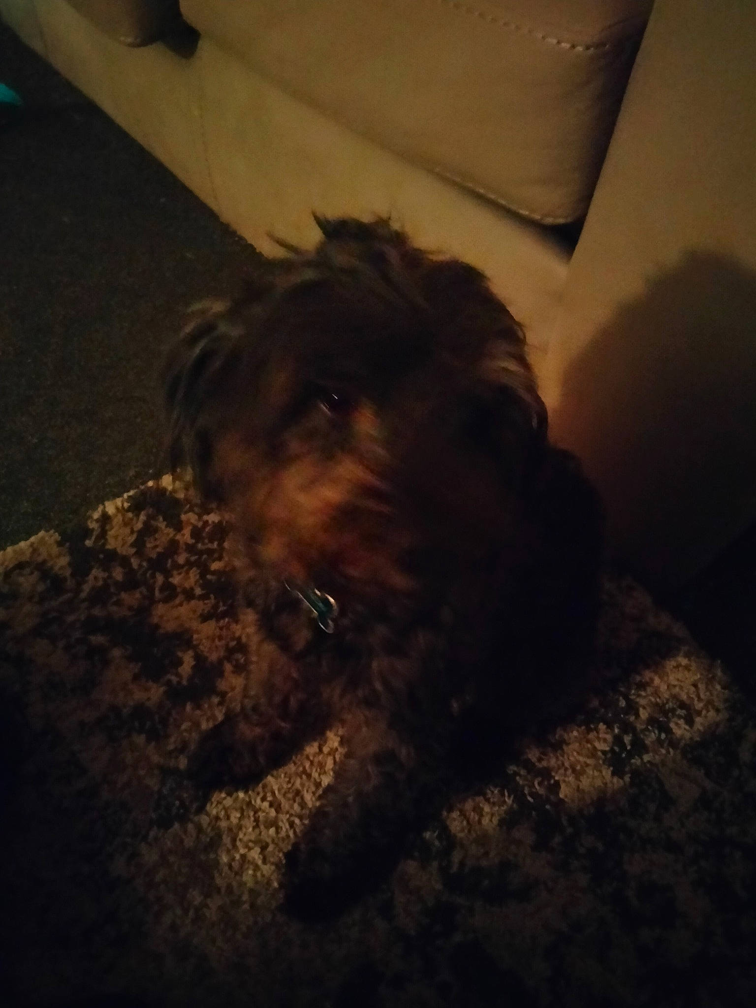 Mayson joined the competition — help win amazing prizes! carnivore, cloud, comfort, companion_dog, darkness, dog, dog_breed, flooring, fur, meteorological_phenomenon, shadow, small_terrier, snout, sporting_group, terrier, tints_and_shades, toy_dog, water_dog, wood, working_animal