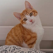 Willow participe au concours pour gagner de l'argent avec cette photo : abyssinian, angora, animal, bed, bedroom, blanket, cat, couch, cushion, furniture, hardwood, homedecor, indoors, kitten, manx, pet, quilt, room, siamese, wood