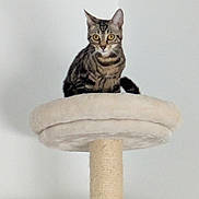 Osiris participe au concours pour gagner de l'argent avec cette photo : cat, tabby, cat_tree, pet, indoor, feline, perched, plush, beige, curious, alert, animal, domestic, whiskers, ears, tail, fur, looking, sitting, household