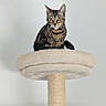 alert, animal, beige, cat, cat_tree, curious, domestic, ears, feline, fur, household, indoor, looking, perched, pet, plush, sitting, tabby, tail, whiskers