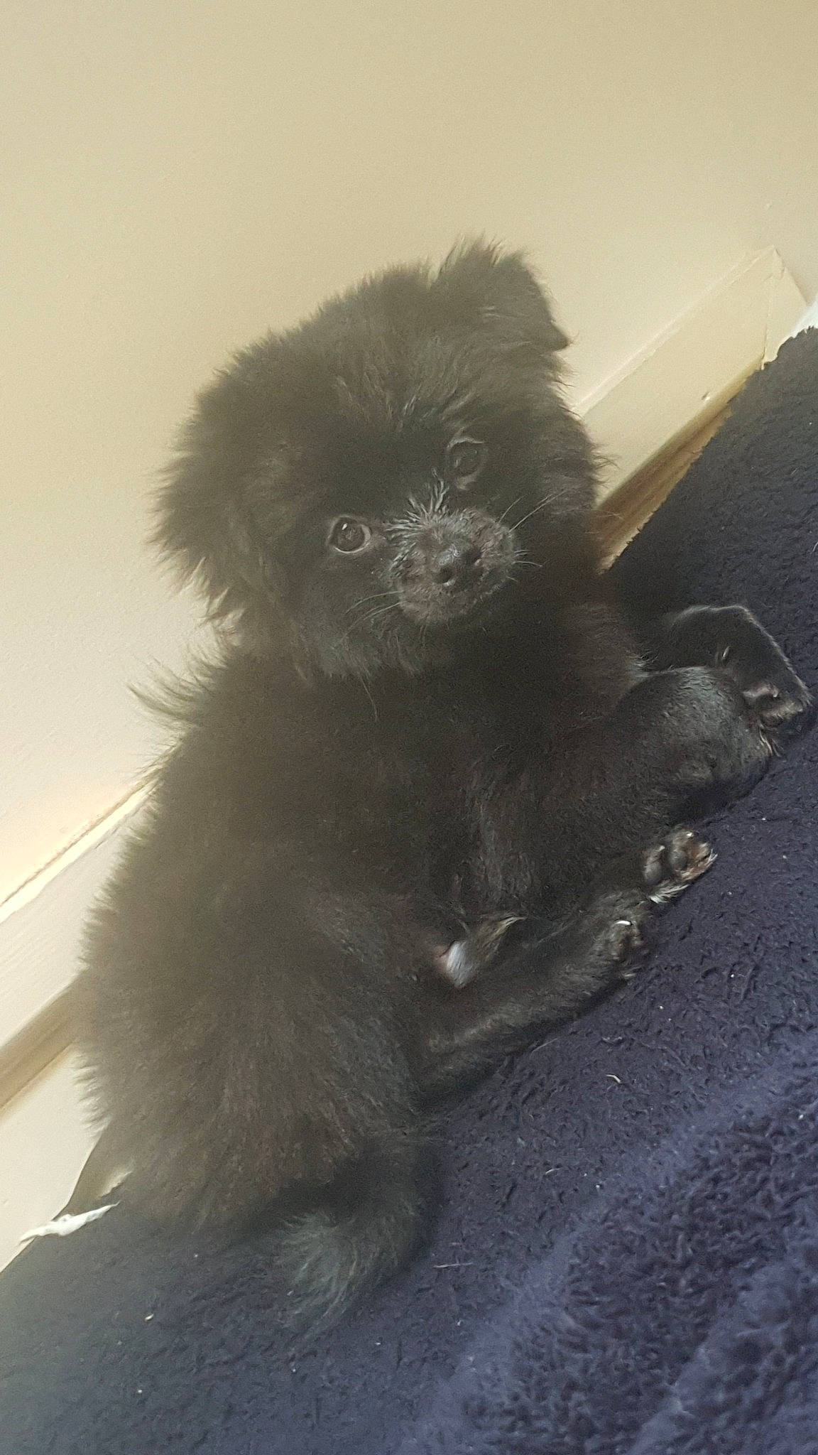 Fury joined the competition — help win amazing prizes! canidae, carnivore, companion_dog, dog, dog_breed, newfoundland, pomeranian, puppy, sporting_group