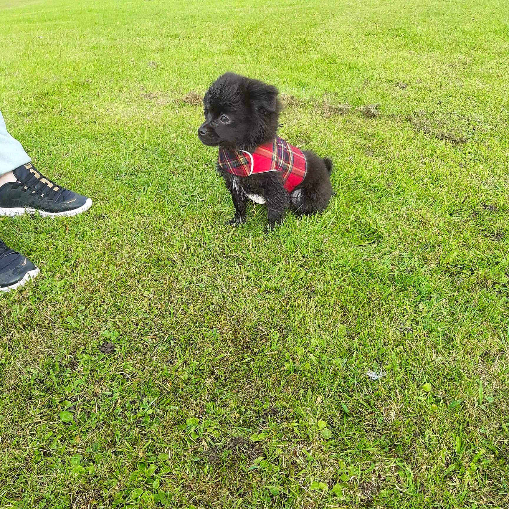 Fury is registered to the contest to win money with this photo: american_cocker_spaniel, boykin_spaniel, canidae, carnivore, cockapoo, cocker_spaniel, companion_dog, dog, dog_breed, dog_walking, german_spaniel, grass, lawn, mammal, puppy, spaniel, sporting_group